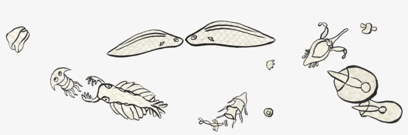 Evo Boek » 550 Million Years Of Human Evolution, transparent png