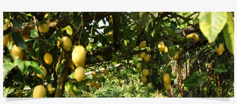 Non Omg, Senza Glutine, Kosher, transparent png