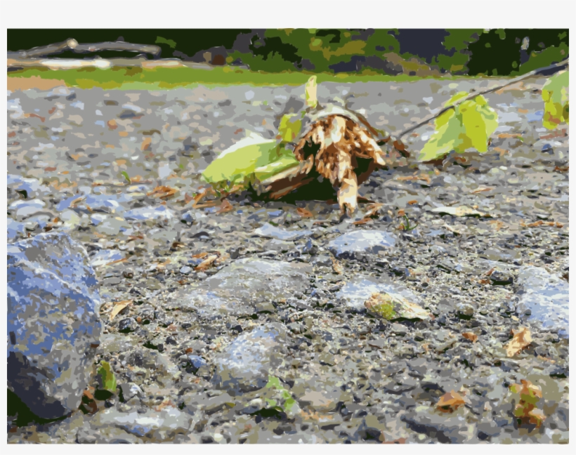 Water Plants, transparent png