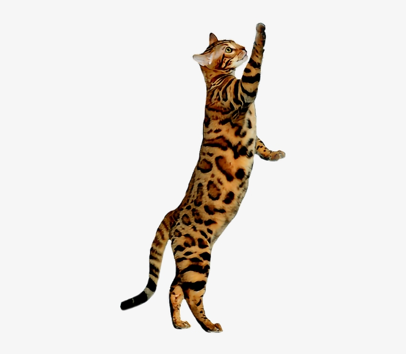 Cat Bengal Cats Meow Kitty Pet Pets Animal Animals, transparent png