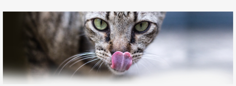 By Les Maund, transparent png