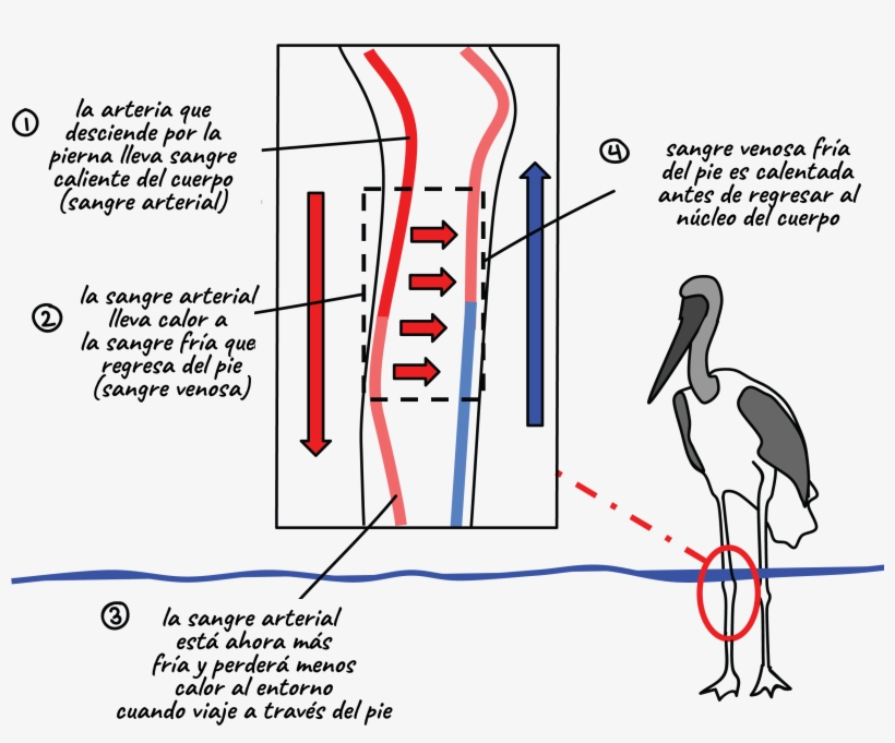 Diagrama Del Arreglo De Vasos Sanguíneos En La Pata, transparent png