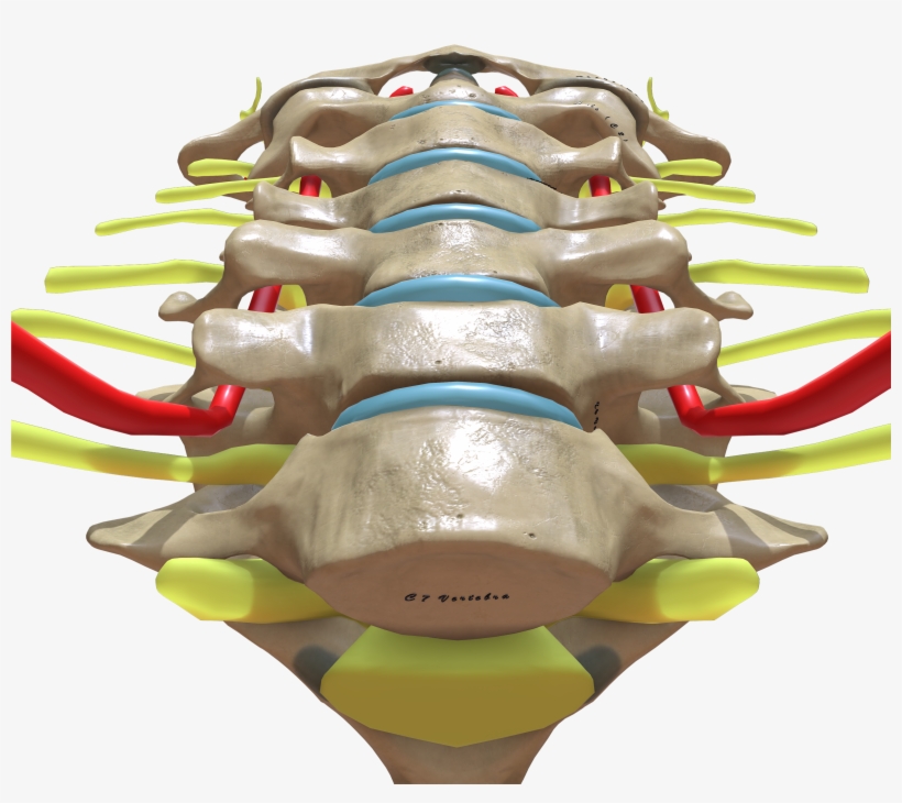 Cervical Spine Bottom View, transparent png