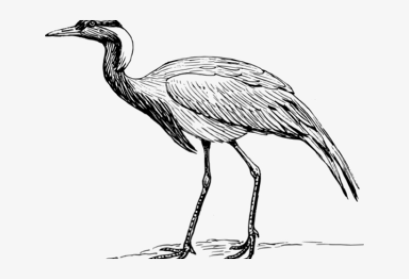 Heron Clipart Black And White, transparent png