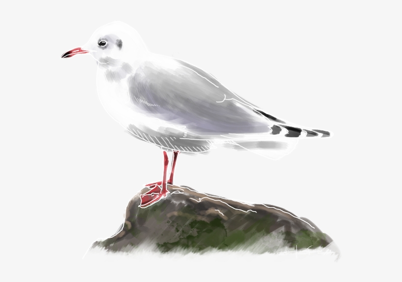 Gaviota Reidora, transparent png