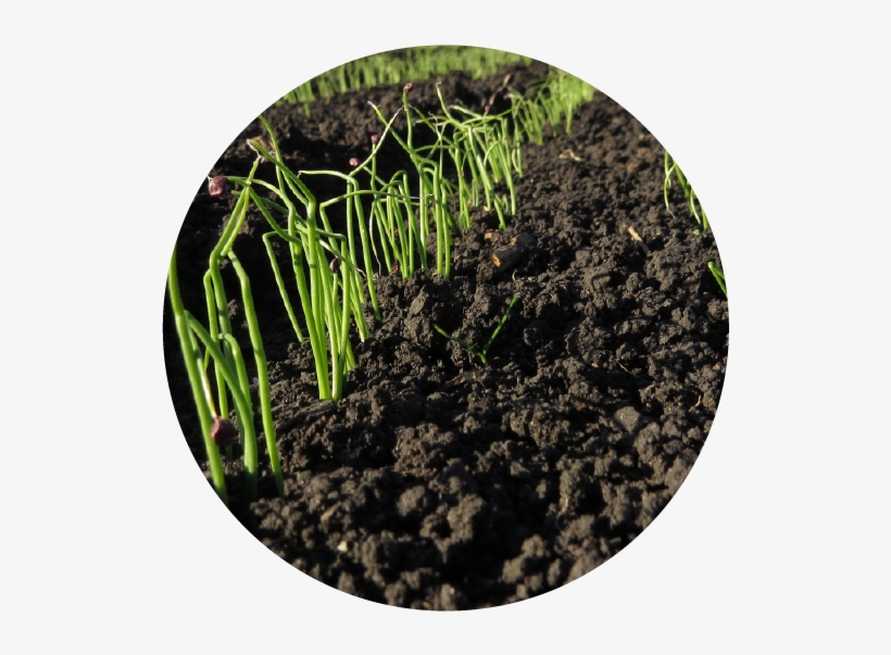 Establecimiento Del Cultivo, transparent png