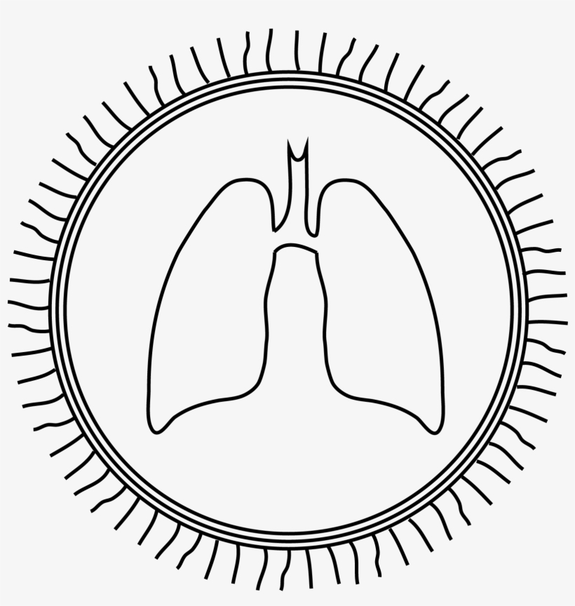 Cebolla, transparent png