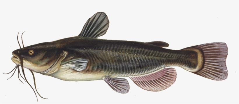 Catfish Ictalurus Punctatus, transparent png