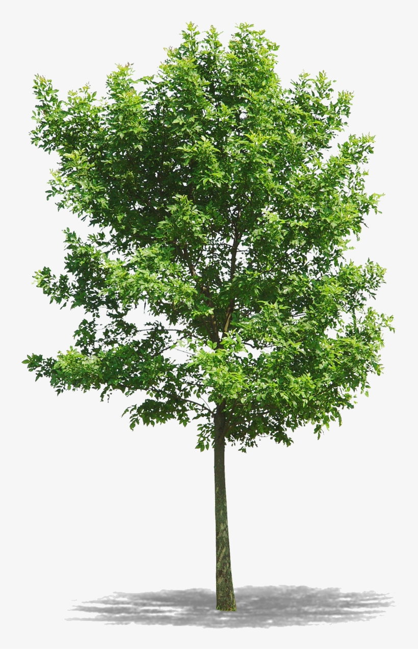 Png Arbres, transparent png