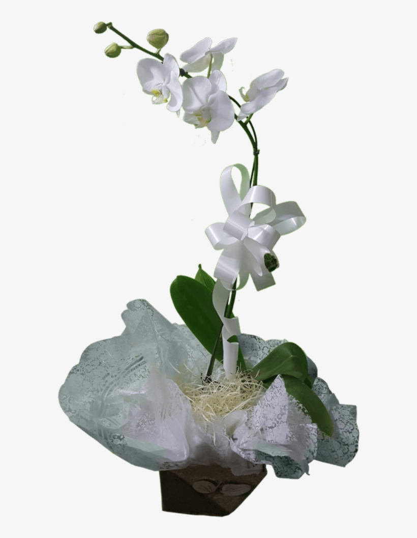 Orquidea, transparent png