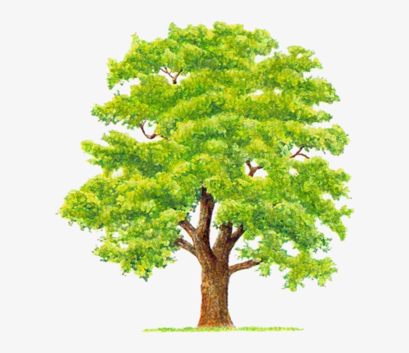 Tube Arbre Png, transparent png