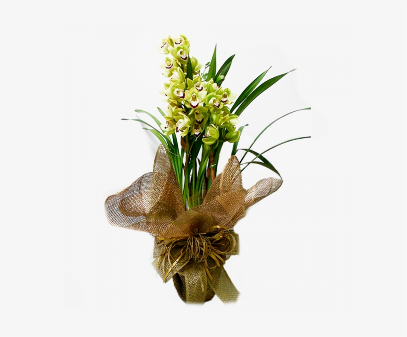 Orquídea Cymbidium Verde, transparent png