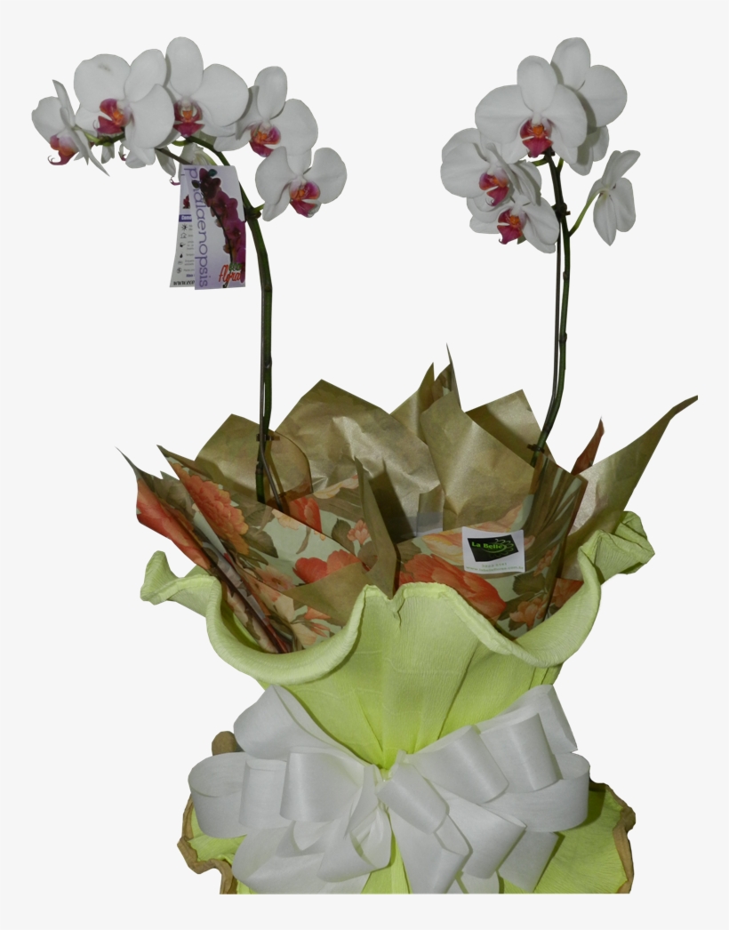 Orquídea Phaleanopisis Com Duas Hastes, transparent png