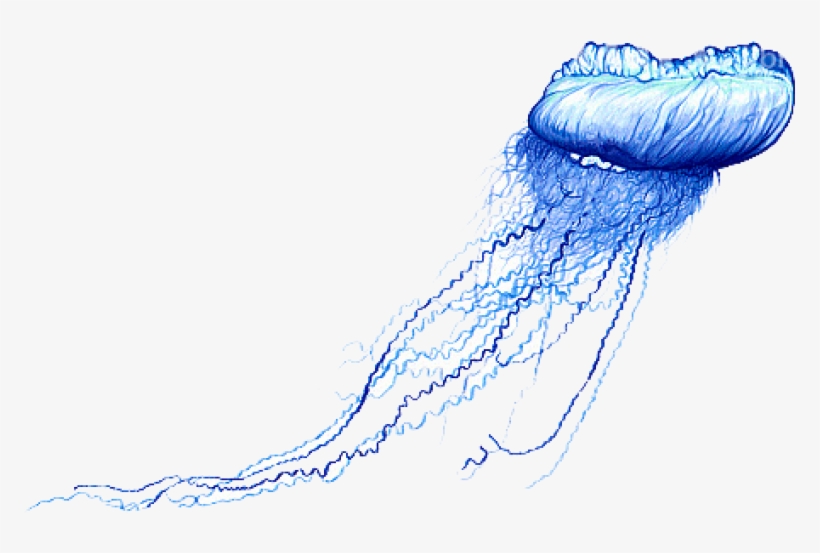 Free Png Blue Bottle Jellyfish Png Images Transparent - Blue Bottle Jellyfish Png, transparent png