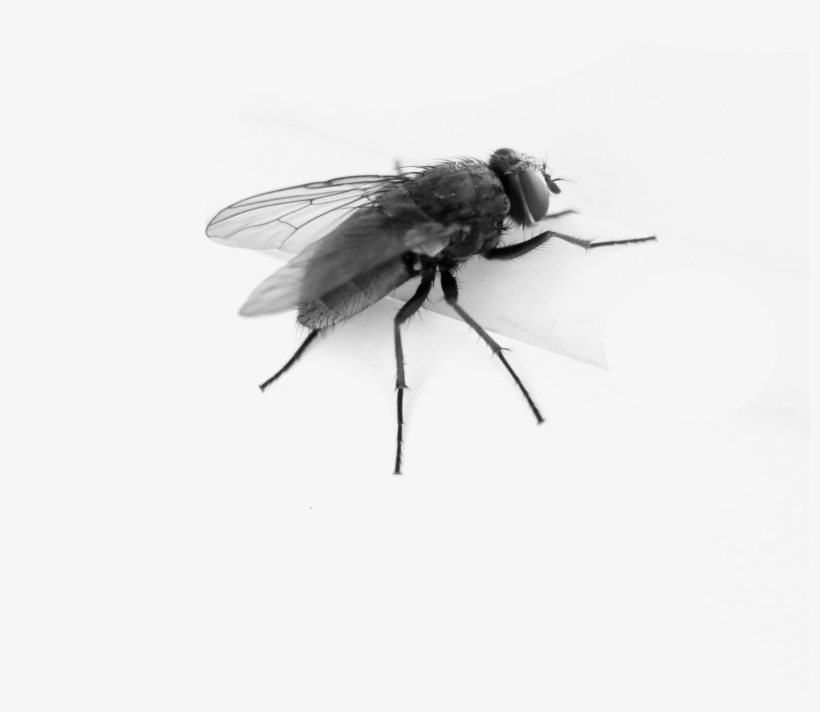Photography, transparent png