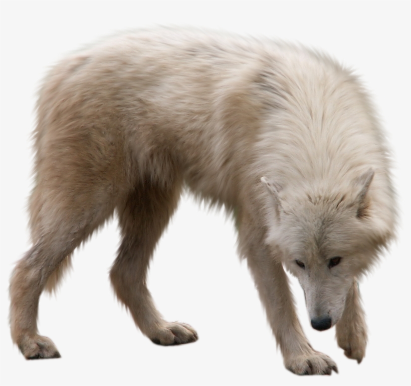 Winter Animals Png - Animal Png, transparent png