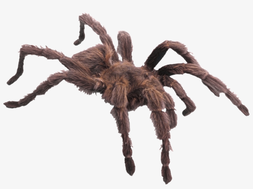 Spider Png Image - Has 4 Legs And 1 Foot, transparent png