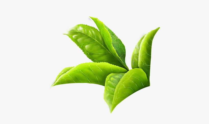 Green Tea Leaves Png Clipart Freeuse - Green Tea Leaf Png, transparent png