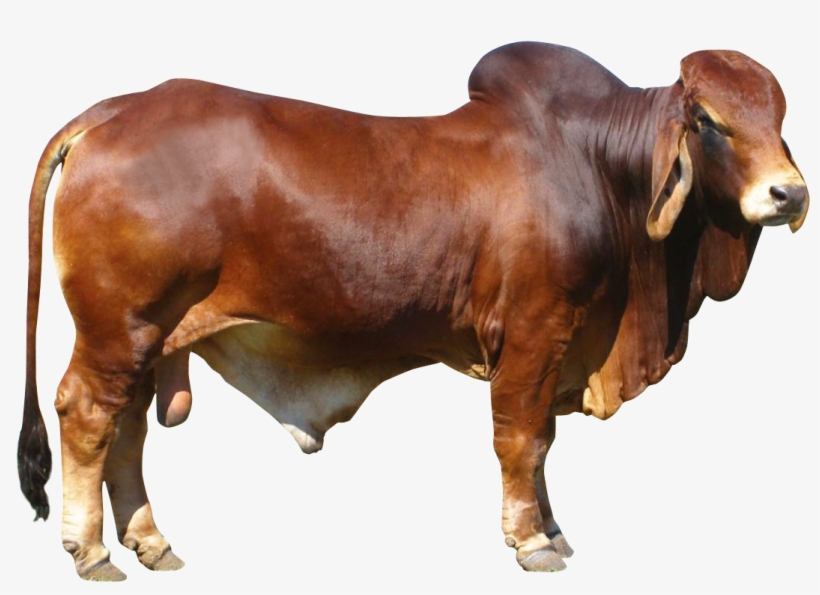 Bull Png Free Download - Cow Png, transparent png