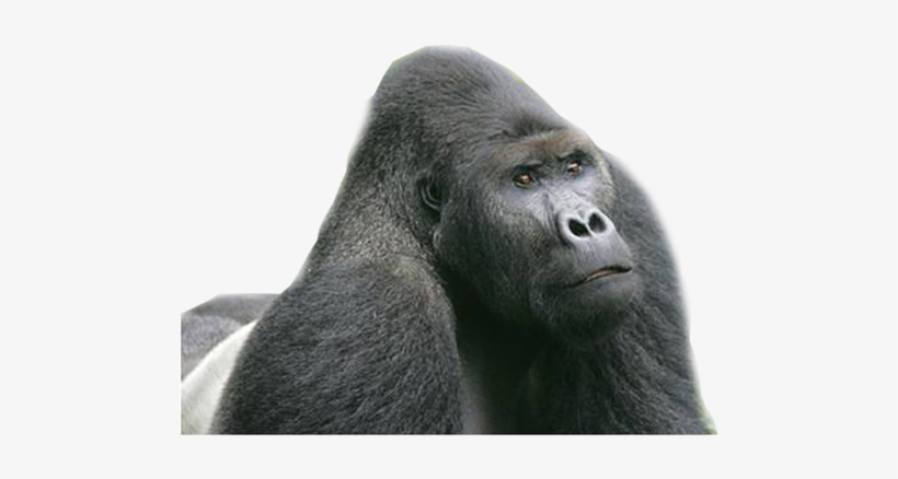 Download - Eastern Lowland Gorilla Png, transparent png