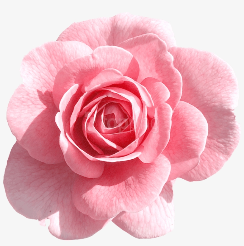 Pink Flowers Png Image - Rose Pink Png, transparent png