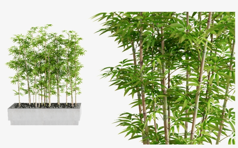 Interior Plants Previous Next - Bamboo, transparent png