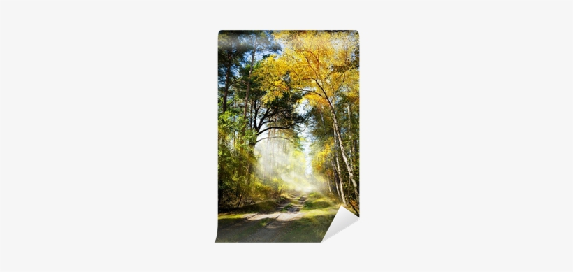 Art Beautiful Morning In The Misty Autumn Forest With - Forest, transparent png