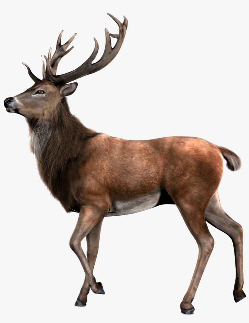 Single Deer - Venado Png, transparent png