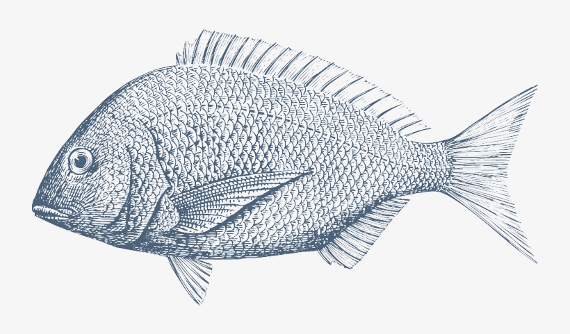 Nordsee - Dorada Dibujo, transparent png