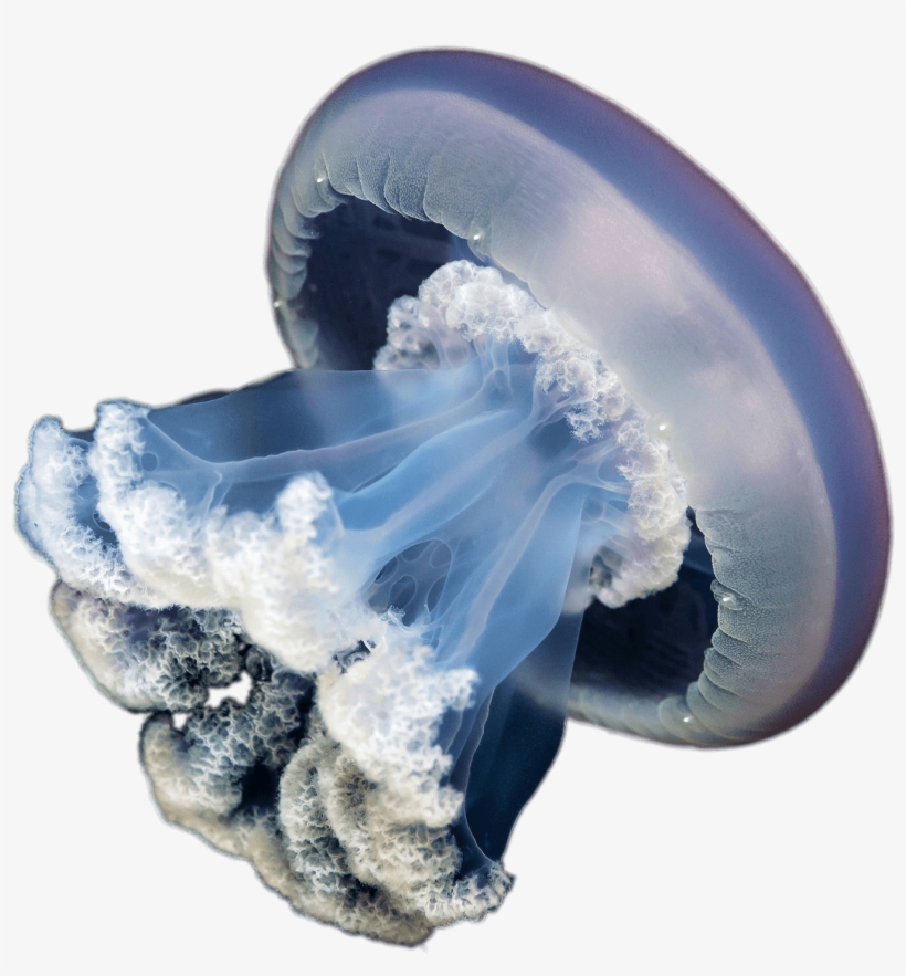 Jellyfish - Jellyfish Png, transparent png