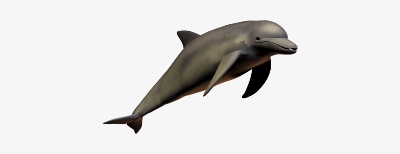 Dolphin With Transparent Background, transparent png