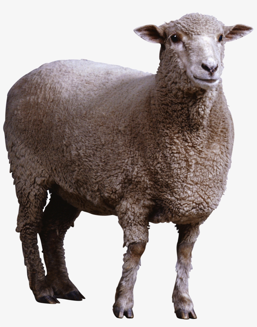 Sheep Png Image - Sheep Png, transparent png