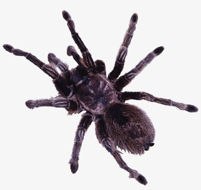 Spineless Wonders: Strange Tales From The Invertebrate, transparent png