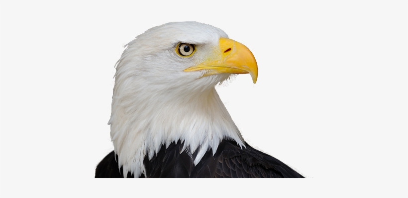 Bald Eagle Png Free Download - Life Size Birds: The Big Book Of North American Birds, transparent png