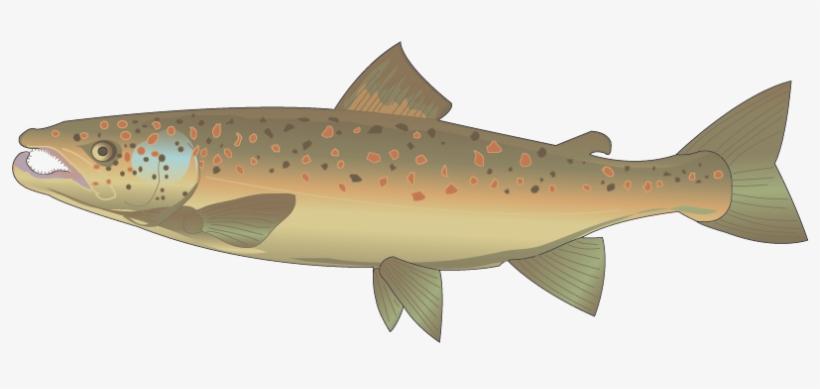 Come Back, Salmon - Brown Trout, transparent png
