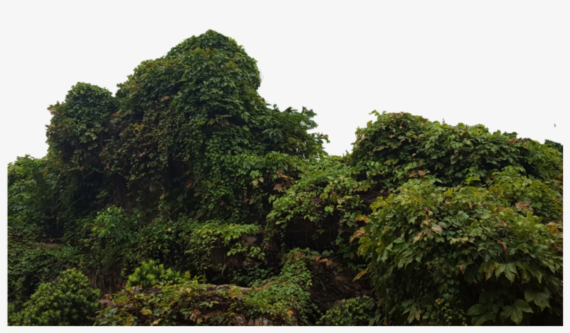 Tropical Bush Png Picture Library Download - Portable Network Graphics, transparent png