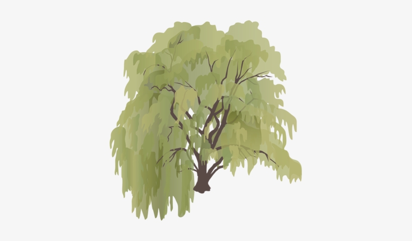 Ian Symbol Salix Sepulcralis - Provide The Shade Wall Calendar, transparent png