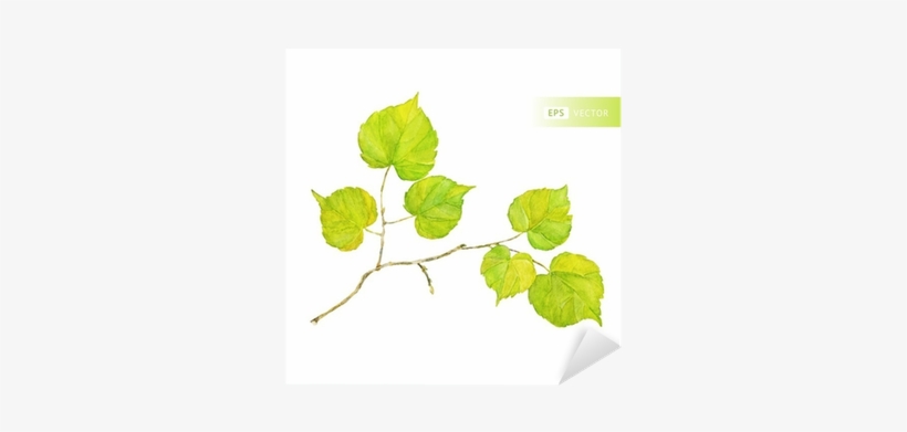 Vector Watercolor Leaf - 잎사귀 수채화, transparent png
