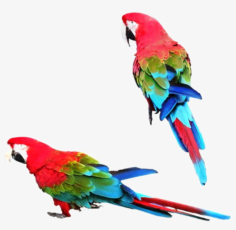 Colorful Parrot Png Image - Parrot Png, transparent png