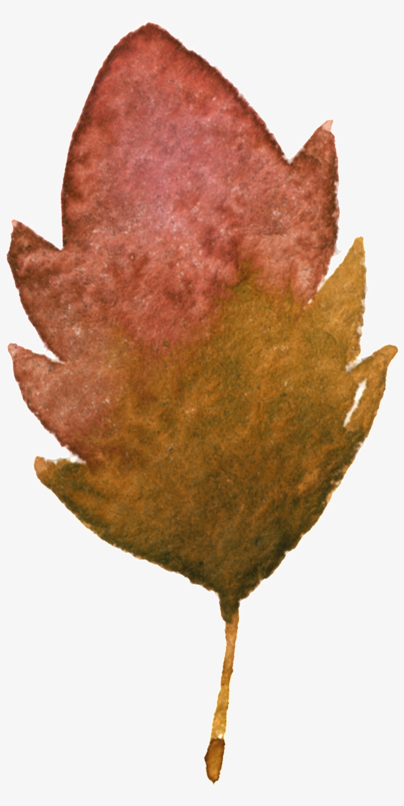 This Graphics Is Withered Yellow Maple Leaf Transparent - Leaf, transparent png