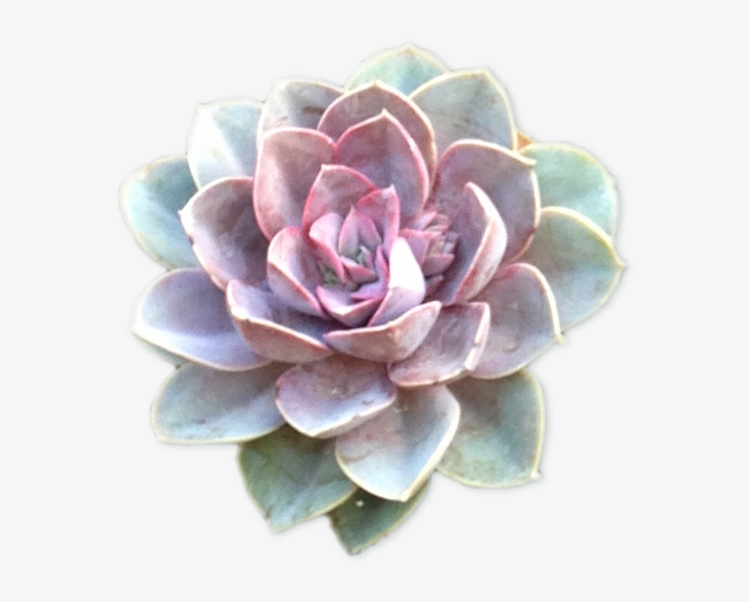 Section Succulents Cutout2 - Purple Blue Succulent Transparent, transparent png