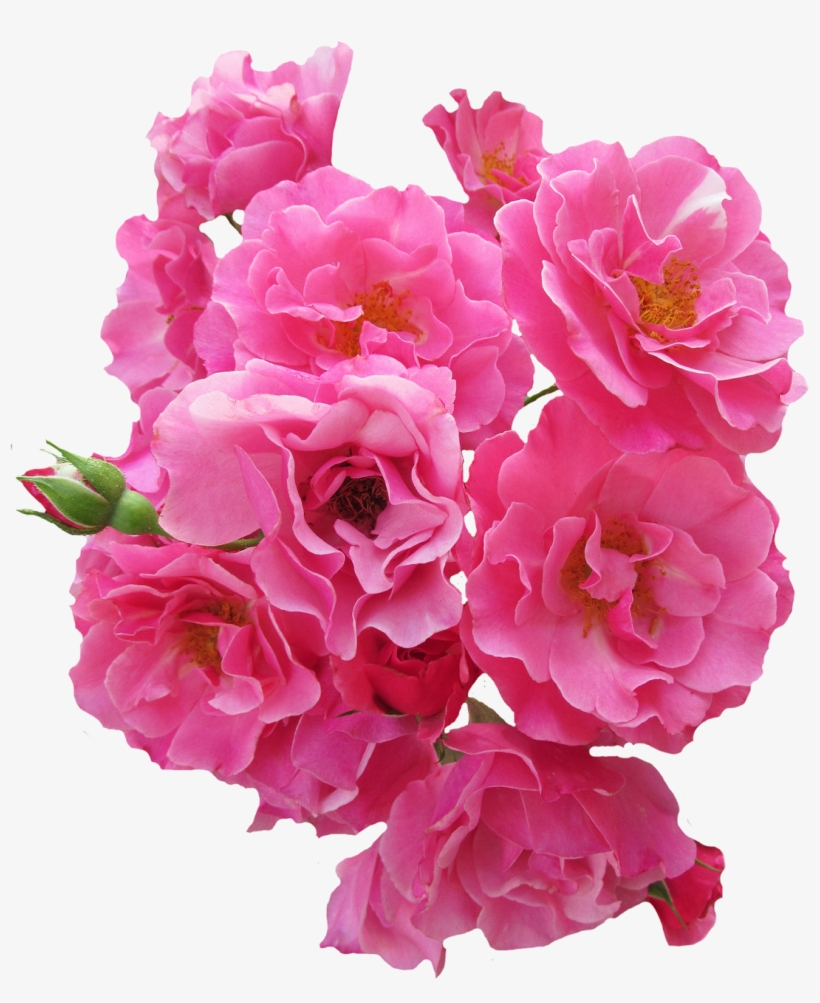 Bunch Pink Rose Flower Png Image - Flores Rosadas En Png, transparent png