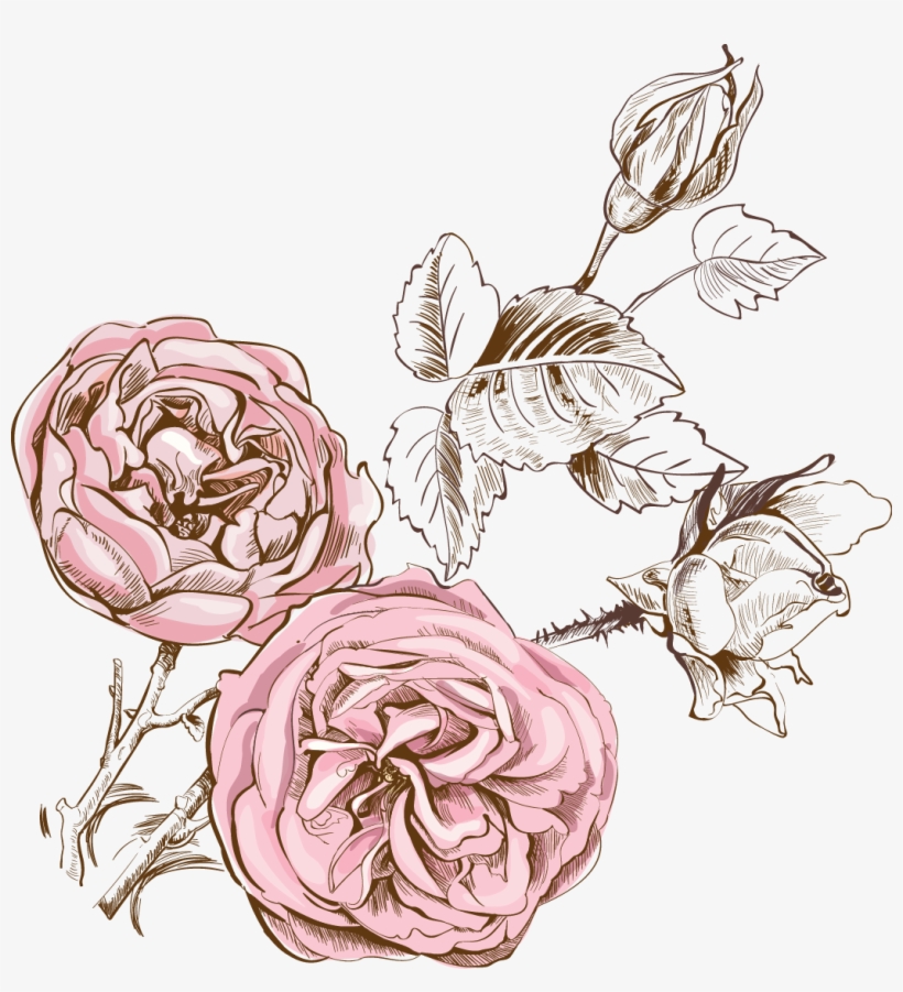 Svg Freeuse Stock Blackberry Drawing Watercolor - Qualitas Candles Beeswax Rose Scented Candle, transparent png
