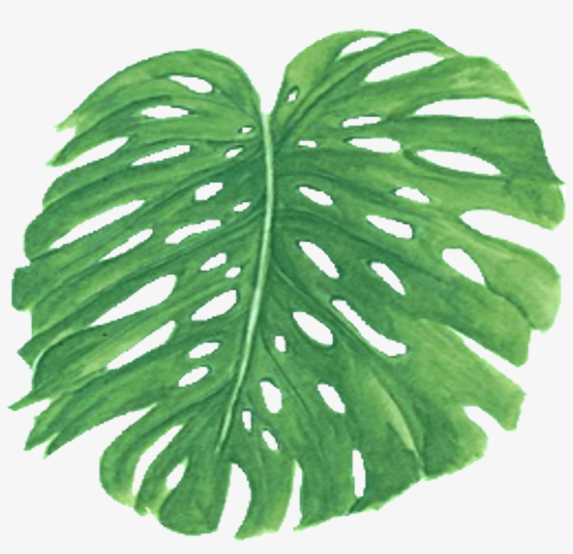 Palm Leaf, transparent png