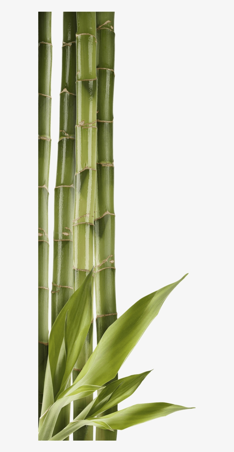 Bamboo Left Side - Cozime Adults Breathable Slow Rebound Silica Gel Memory, transparent png