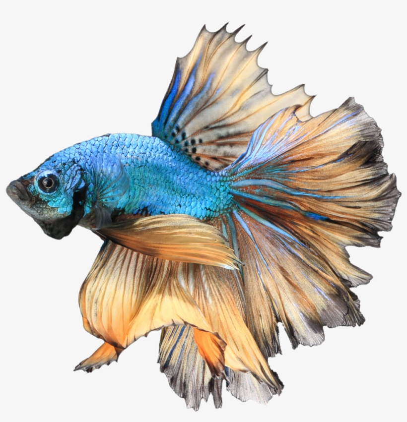 Betta Png Free Download - Betta Png, transparent png