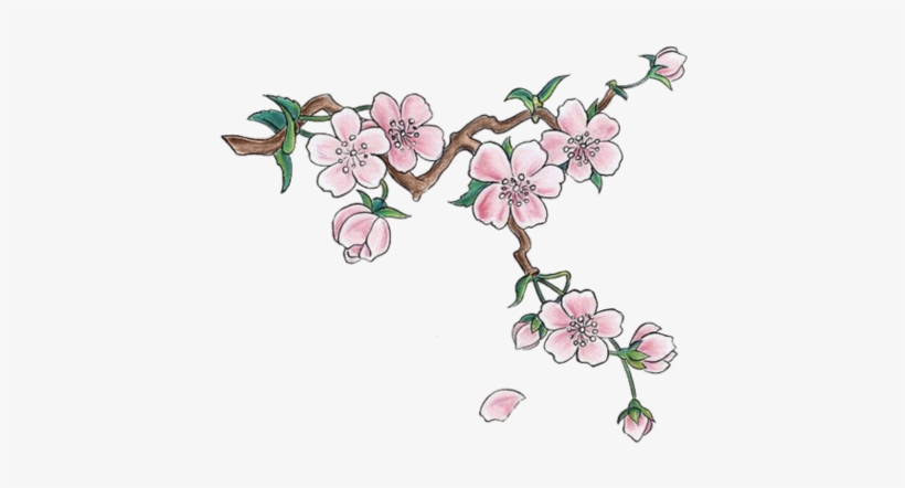 Cherry Blossoms - Cherry Blossom Png, transparent png