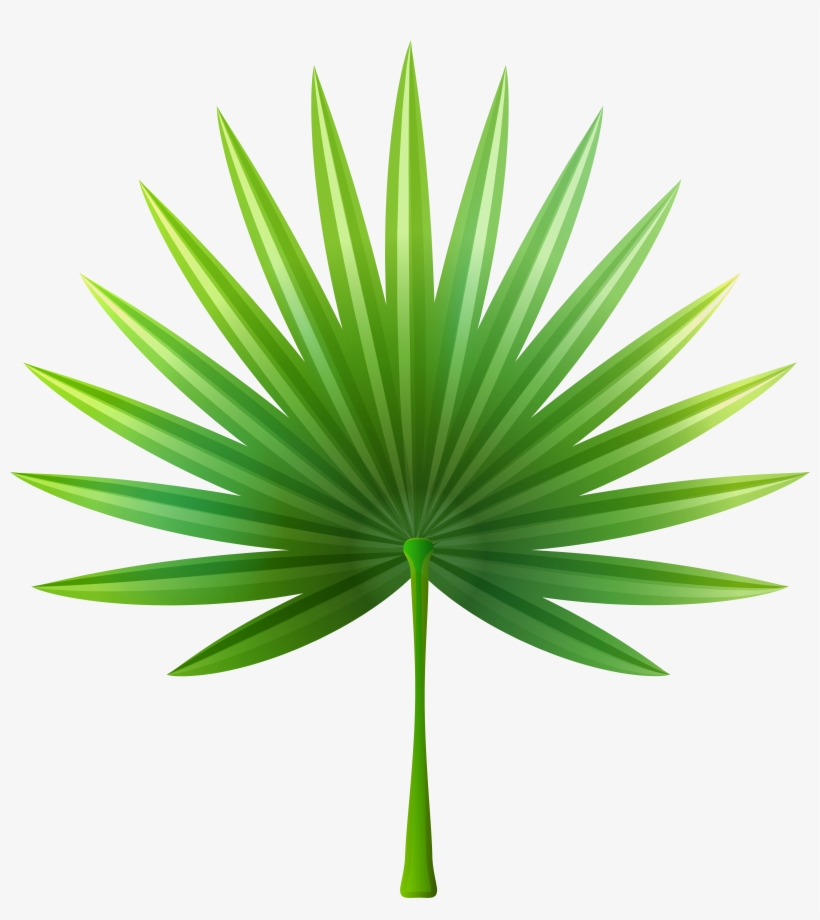 Exotic Clipart For Kid, transparent png