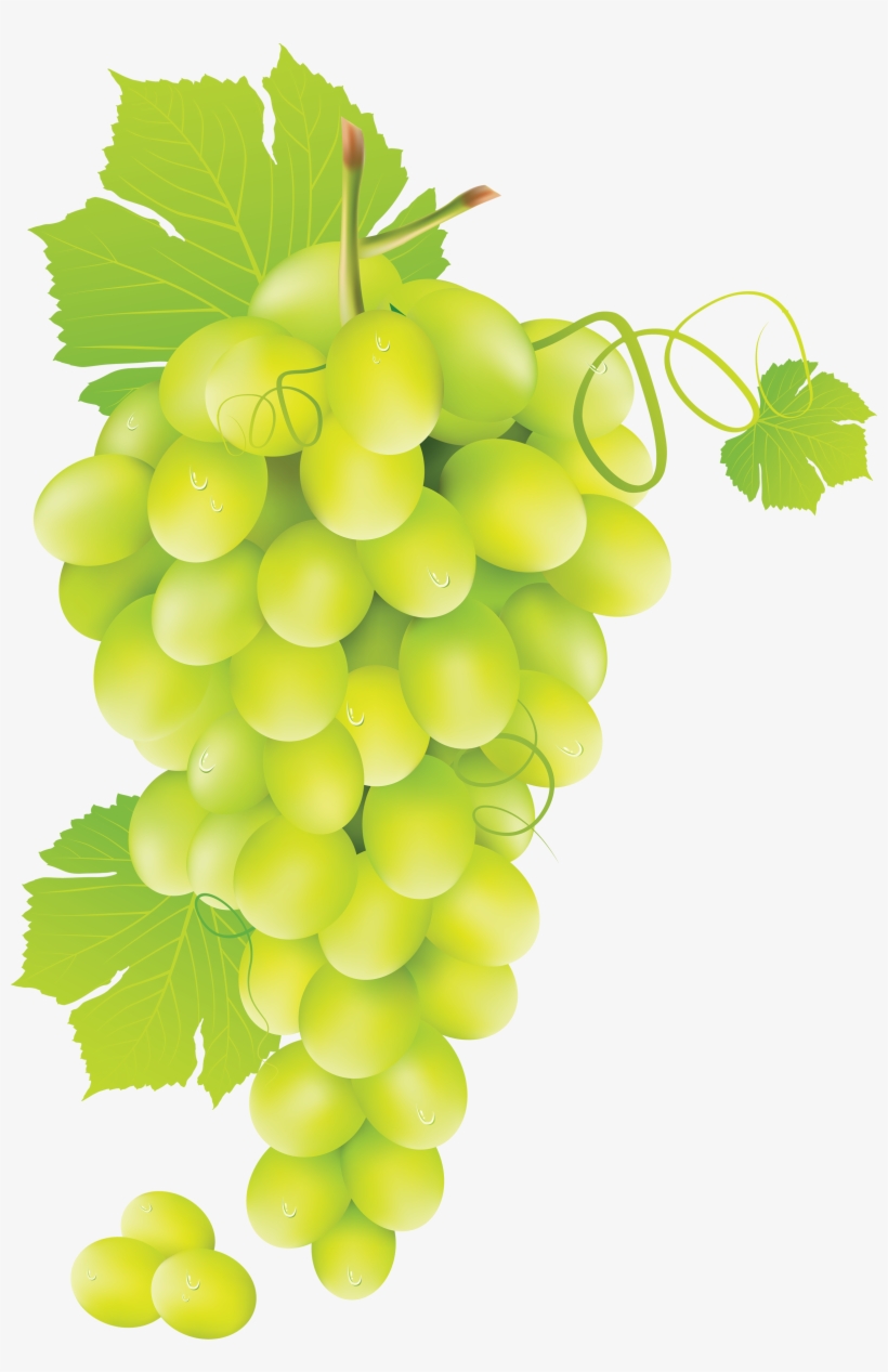 Grape Vine Png Hd Free Transparent Grape Vine Hd, transparent png