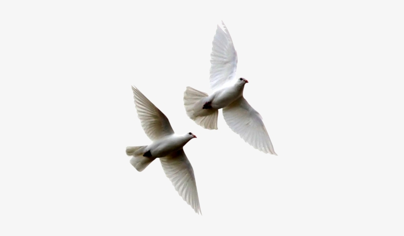 White Birds Flying Png White - Doves Flying Png, transparent png
